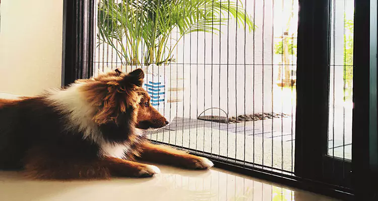 Sliding Screen Pet Door Repair in The Villages, FL