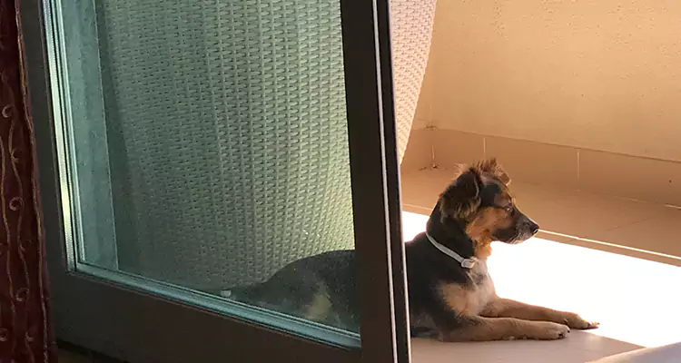 French Door Pet Screen Repair in The Villages, FL